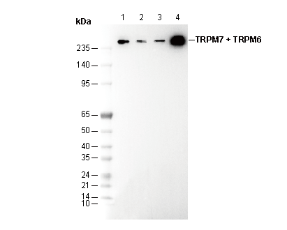 TRPM7 + TRPM6 Antibody