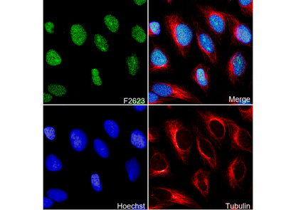 PARP1 Antibody