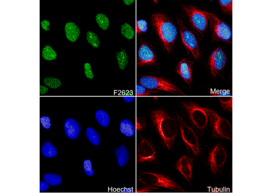 PARP1 Antibody