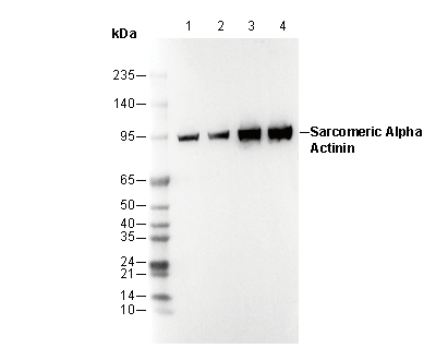 Sarcomeric α Actinin Antibody