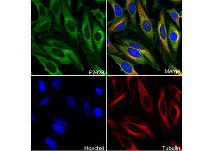 Aldh1L1 Antibody