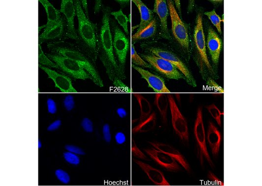Aldh1L1 Antibody