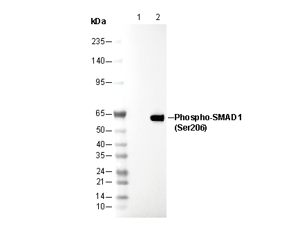 Phospho-Smad1 (Ser206) Antibody