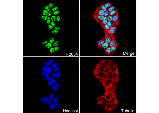 RARγ1 Antibody