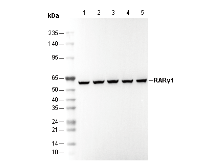 RARγ1 Antibody