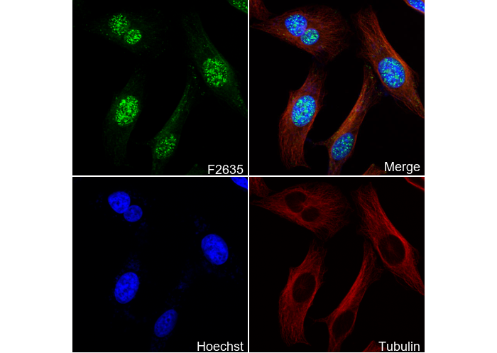 Sox17 Antibody
