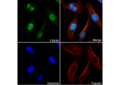 Sox17 Antibody