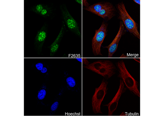 Sox17 Antibody