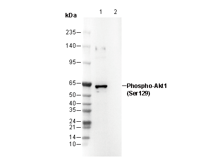Phospho-Akt1 (Ser129) Antibody