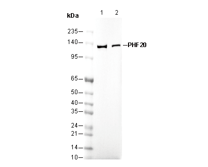 PHF20 Antibody