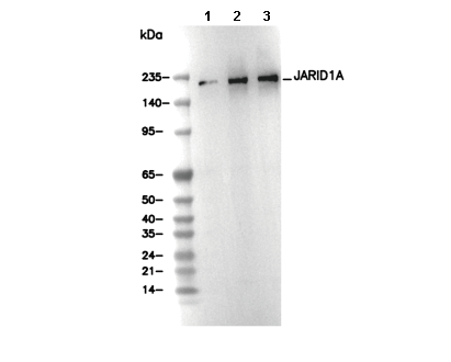 JARID1A Antibody
