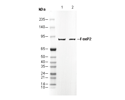 FoxP2 Antibody