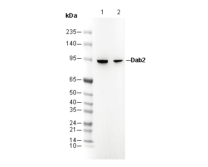 Dab2 Antibody