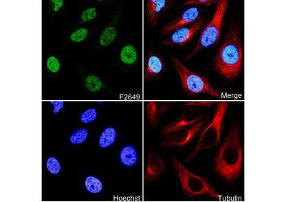 SMC3 Antibody