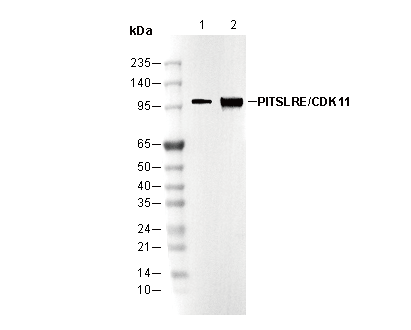 PITSLRE/CDK11 Antibody