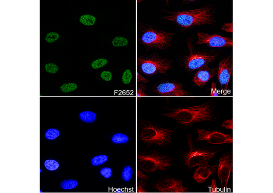 ID3 Antibody