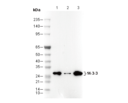 14-3-3 (pan) Antibody