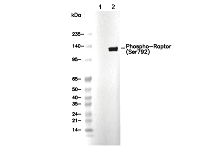 Phospho-Raptor (Ser792) Antibody