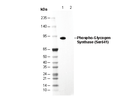 Phospho-Glycogen Synthase (Ser641) Antibody