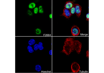c-Myc/N-Myc Antibody