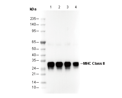 MHC Class II Antibody