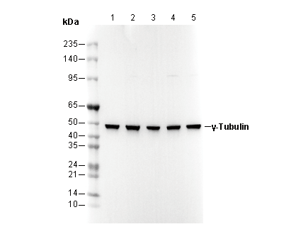 γ-Tubulin Antibody