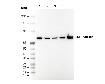 GRP78/BIP Antibody