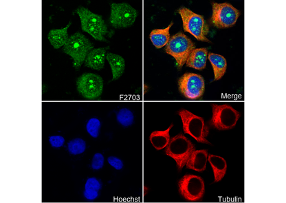 HSP90α Antibody