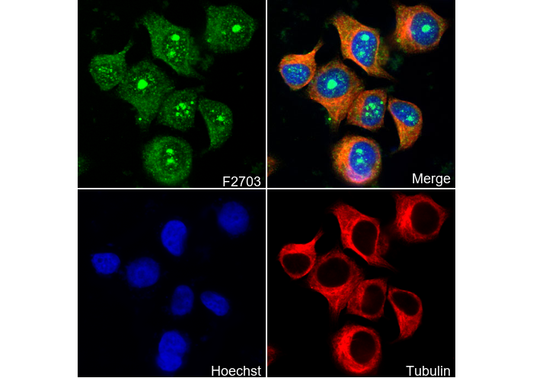 HSP90α Antibody