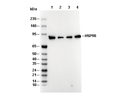 HSP90α Antibody