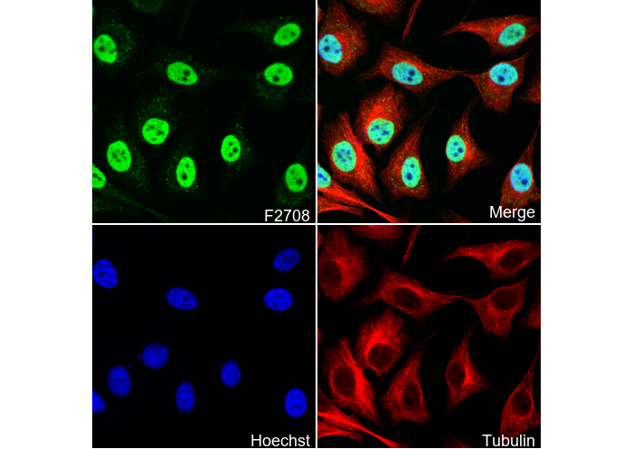 CtBP2 Antibody