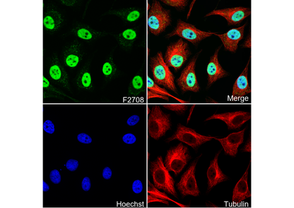 CtBP2 Antibody