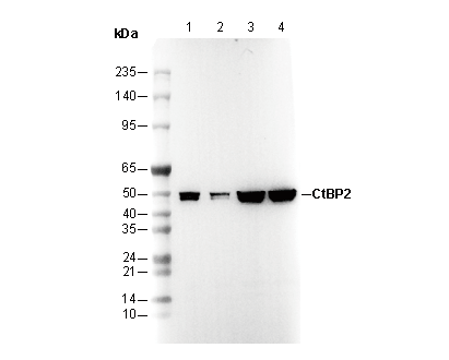 CtBP2 Antibody