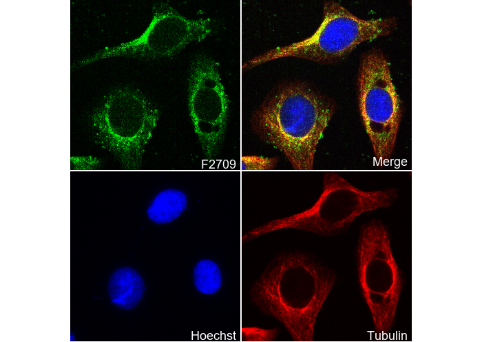 BMPR2 Antibody