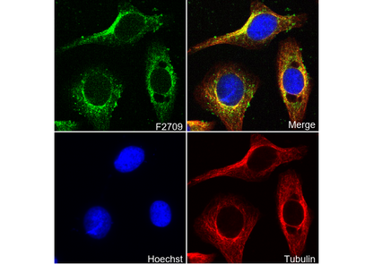 BMPR2 Antibody