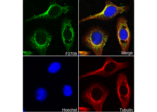 BMPR2 Antibody