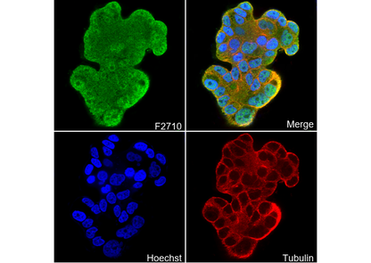 SRSF1 Antibody