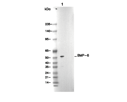 BMP-6 Antibody
