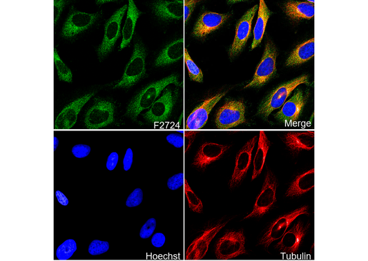 SNAP29 Antibody