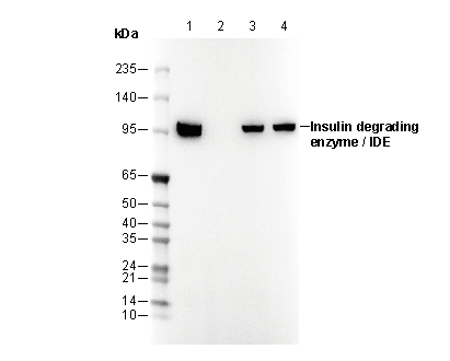 Insulin degrading enzyme / IDE Antibody