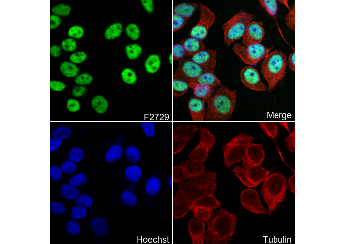 BRMS1 Antibody