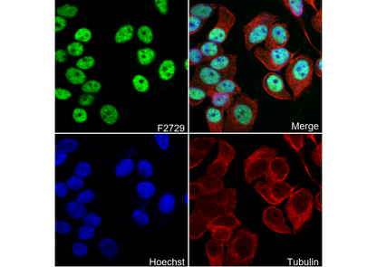 BRMS1 Antibody