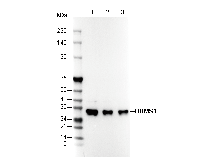 BRMS1 Antibody