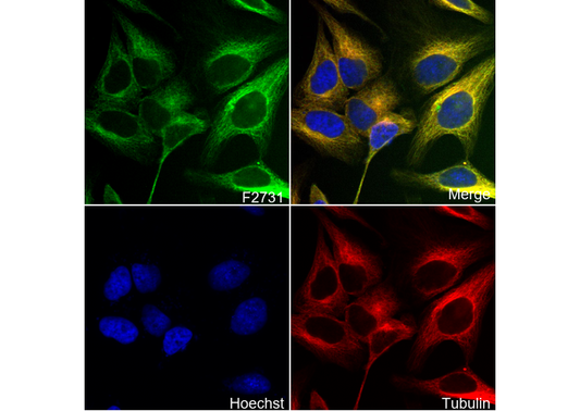 α1 Spectrin Antibody