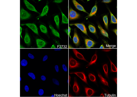 FGFR1α Antibody