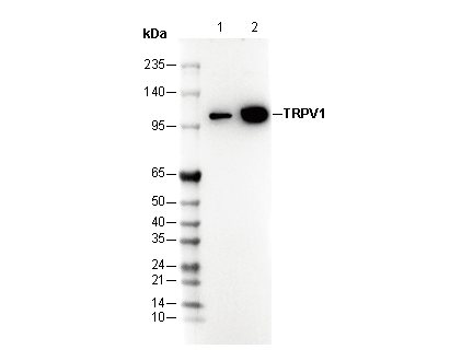 TRPV1 C- terminal Antibody