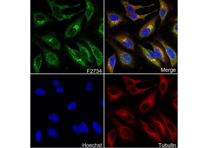Fibulin 5 Antibody