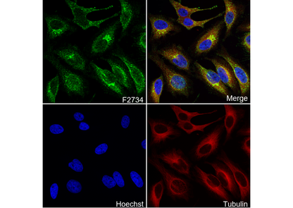 Fibulin 5 Antibody