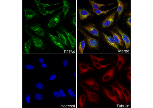 Fibulin 5 Antibody