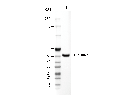 Fibulin 5 Antibody